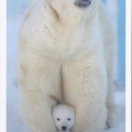 6 Polar Bear