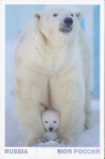 6 Polar Bear