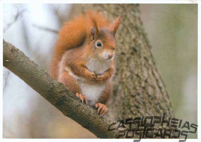 Squirrel on Tree