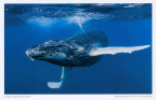 13 Whale Sanctuary of El Vizcaino