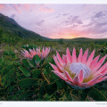 06 Cape Floral Region Protected Areas