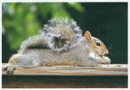 _Grey Squirrels