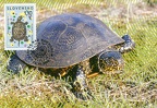 Turtle (European Pond Turtle)