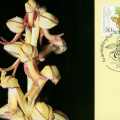 Man orchid