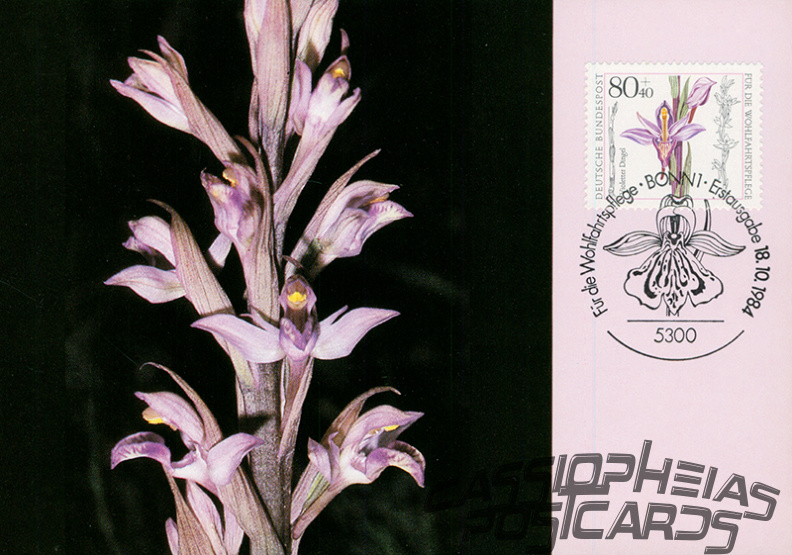Violet bird's-nest orchid