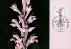 Violet bird's-nest orchid