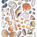 Seashells of Britain