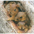 Squirrels in knothole