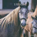 05 Lipizzan horse breeding traditions