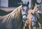 05 Lipizzan horse breeding traditions