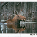 6 Moose