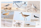 Coastal Birds - Multiview