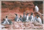 Common Murre