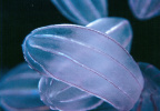 Comb Jellies