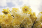 Narcissus 'Ice King'