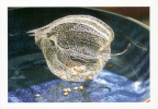 Physalis