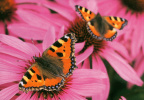 Butterflies