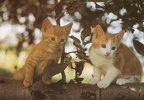 Cats