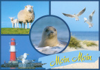 Sea Animals
