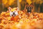 Dogs