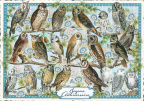 0332 - Owls