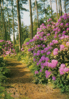Westerstede
