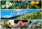 Alpenblumen