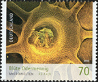 [2015] Blüte Odermennig