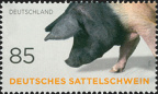 [2016] Deutsches Sattelschwein