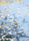 Leaves