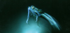 Squid