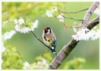 European Goldfinch