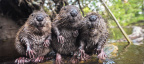 Beavers
