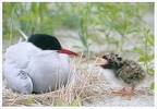 Arctic tern