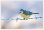 Blue Tit