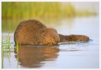 Beaver