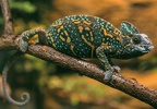 Chameleon