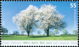 [2006] Frühling, Blühende Kirschbäume