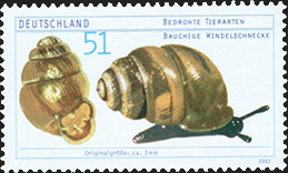 2002 - Bauchige Windelschnecke.jpg