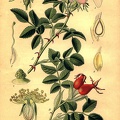 Rosa Canina
