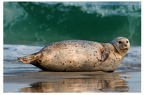 Seal