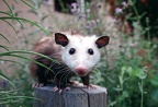 Opossum