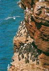 Murre (Common murre)