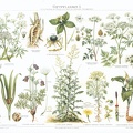 Poisonous Plants