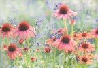 Strahlende Echinacea