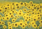 Sonnenblumenfeld