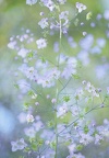 Wiesenraute V