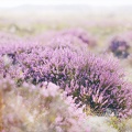 Heideblüte