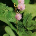 Sensitive Plant