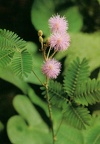 Sensitive Plant